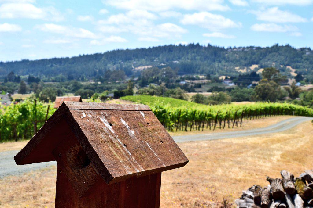 amylieberfarb's tweet photo. Good Morning from #Wine Country...
#KickRanch views Sonoma County
#Winelover @SummerinaGlass http://t.co/iH4KaNlduy