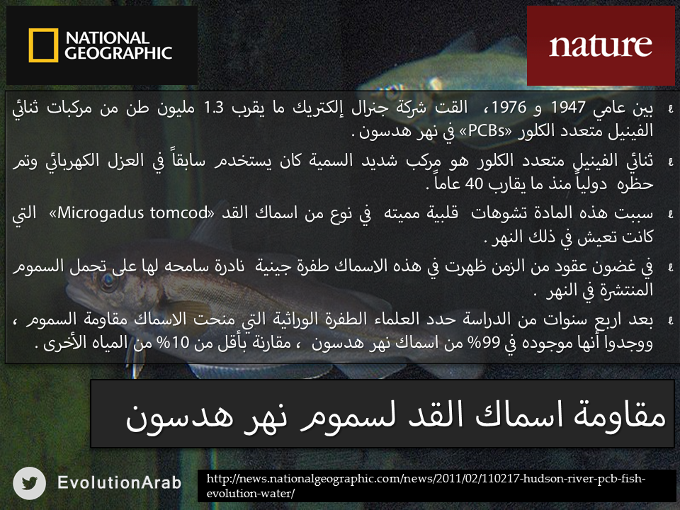 EvolutionArab's tweet photo. مقاومة اسماك القد لسموم نهر هدسون  #نظرية_التطور http://t.co/ASZxDbvOqy