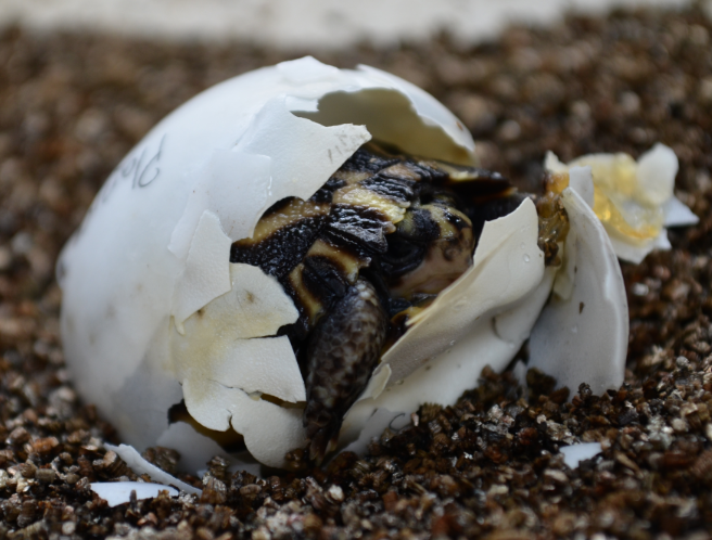 becomingcliche's tweet photo. Happy #WorldTurtleDay! #Pyxisplanicauda http://t.co/Xqu6LTW3pQ