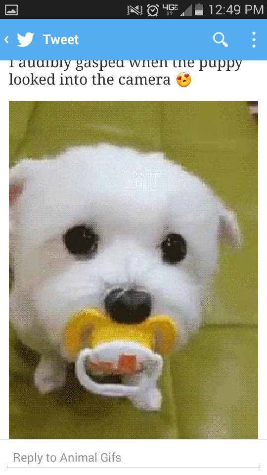 25a74cdc688340b's tweet photo. What's the cutest http://t.co/VxEDRsxEqL