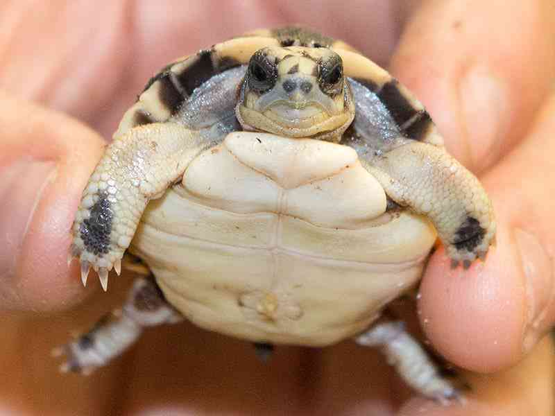 Паук черепаха. Мадагаскарская паучья черепаха. Мадагаскарская паучья черепаха. Черепаший паук. Черепаха паук.
