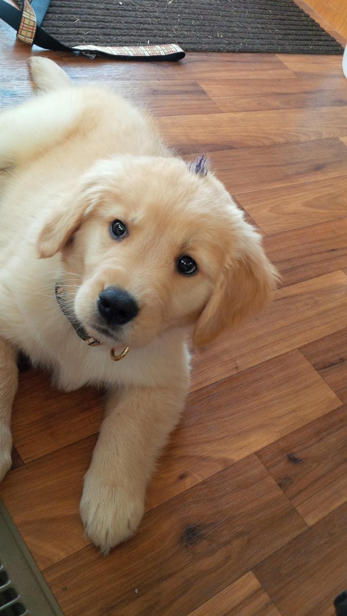 BrierChamp04's tweet photo. Welcome to Cottage country #HisNameIsBrier #GoldenRetriever #8weeks Thanks #Mudlane http://t.co/z54admOTpk