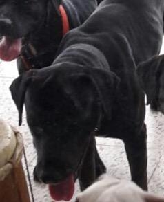 LuigiMB's tweet photo. Ghara se extravió el jueves por la noche en Ciudad Celeste. RT #BuscandoaGhara http://t.co/hOBNNNwpMD
