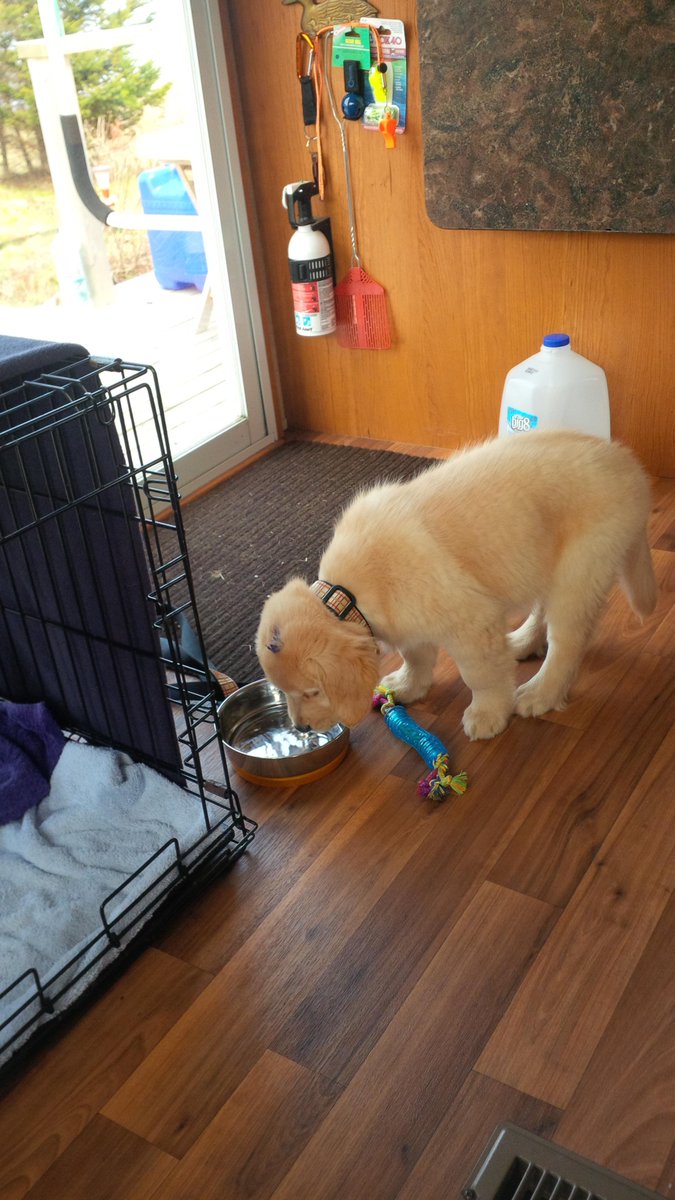 BrierChamp04's tweet photo. Welcome to Cottage country #HisNameIsBrier #GoldenRetriever #8weeks Thanks #Mudlane http://t.co/z54admOTpk