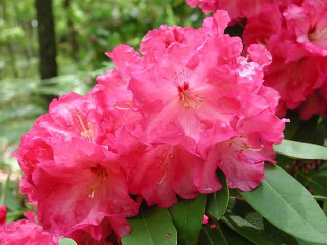 StayCapeCod's tweet image. Nice day for a stroll around @HeritageMuseums for a last peak at the Rhododendron Festival. #CapeCod #GardenArt