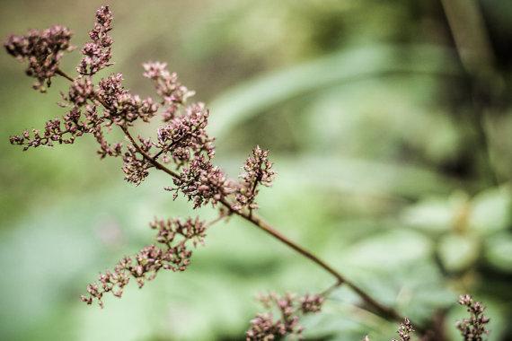 MillRockPics's tweet photo. Rustic Still Life Flower Photography - nature photography nature print - Flower fine art… http://t.co/aE1psveH7y http://t.co/PtSEALxNly