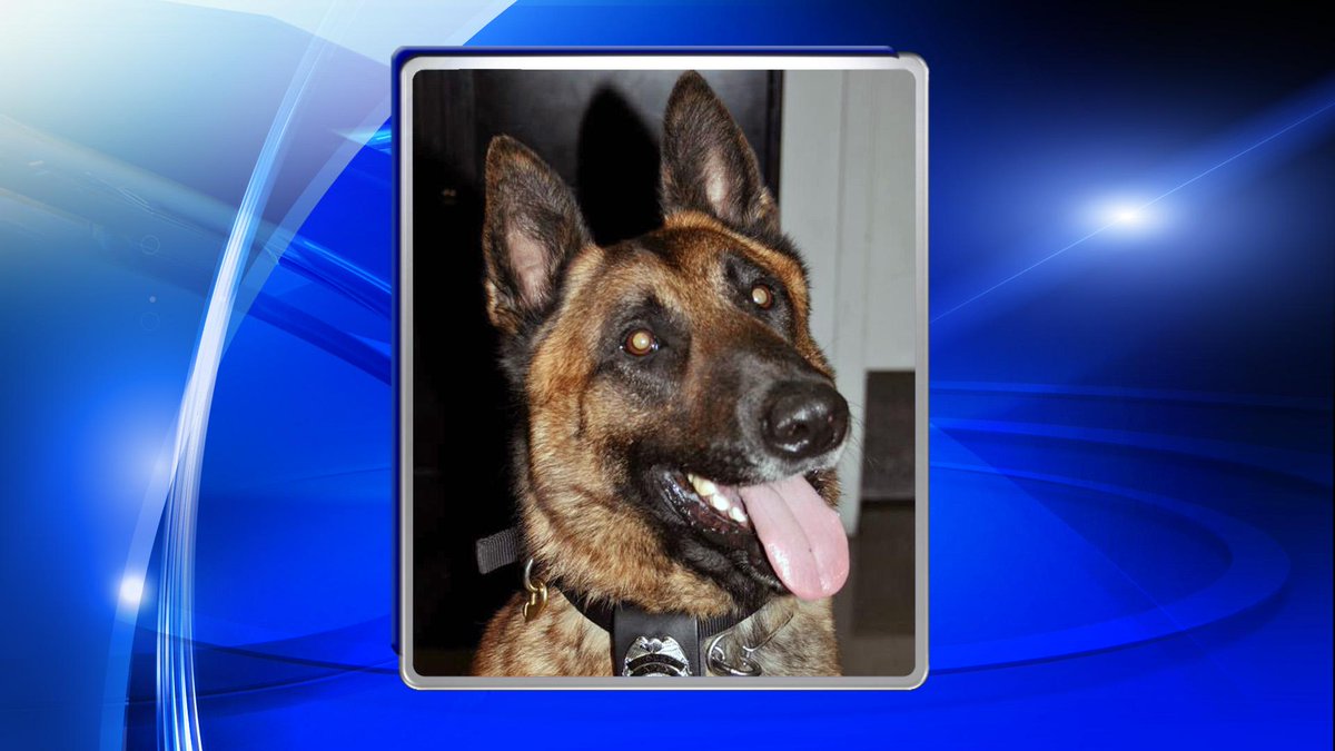 WRAL's tweet photo. Great story from @ApexPolice: Police K-9 helps authorities find missing woman: http://t.co/BNfZHYvjJe #wral http://t.co/fMZAXFjCny