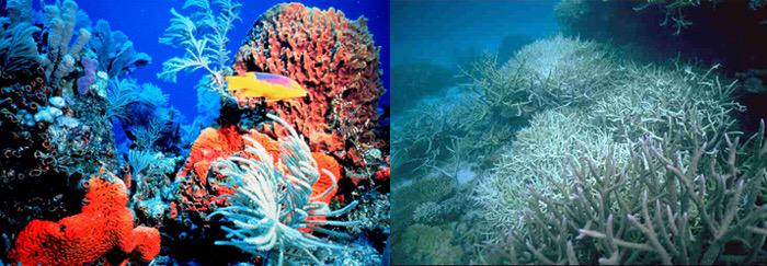 This is what the rising CO2 level in our ocean is doing to coral reefs. #ReduceYourFootprint