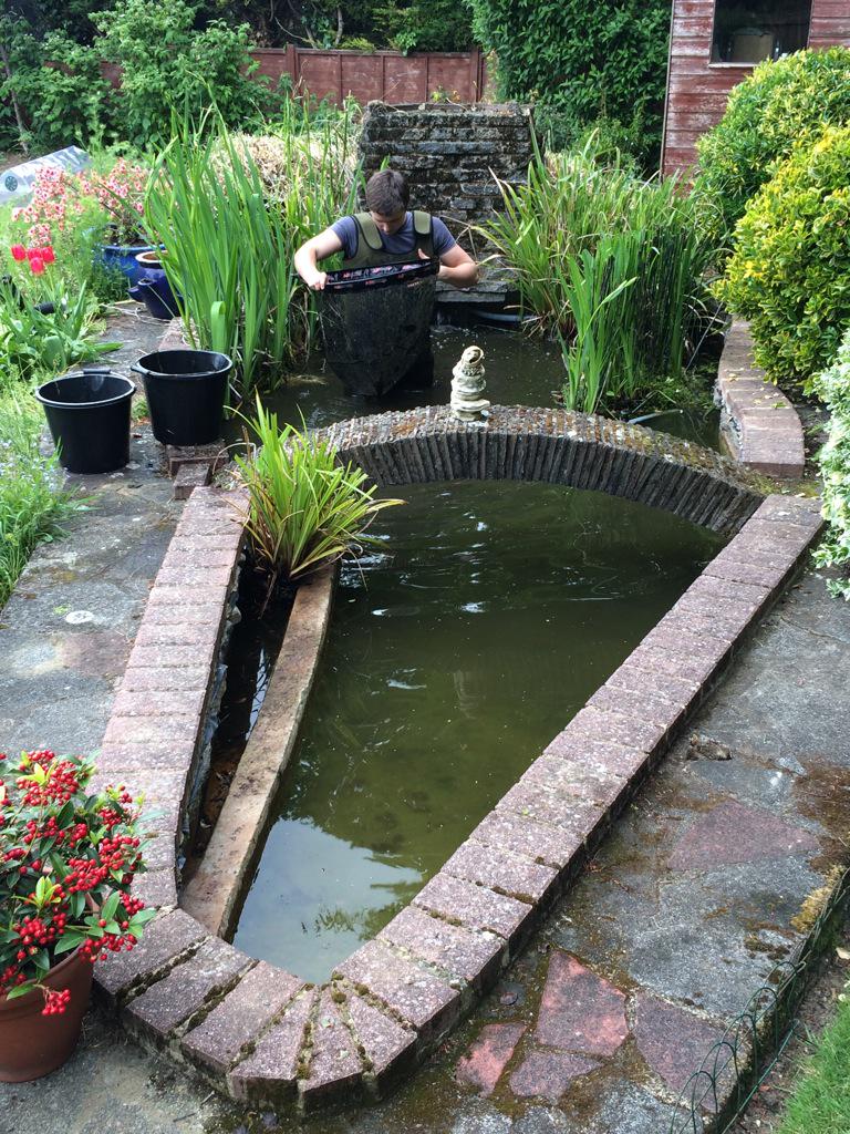The_Fish_Doctor's tweet image. A very English country style pond with lots of character being cleaned out by the Fish Dr Jr #ponds #fish