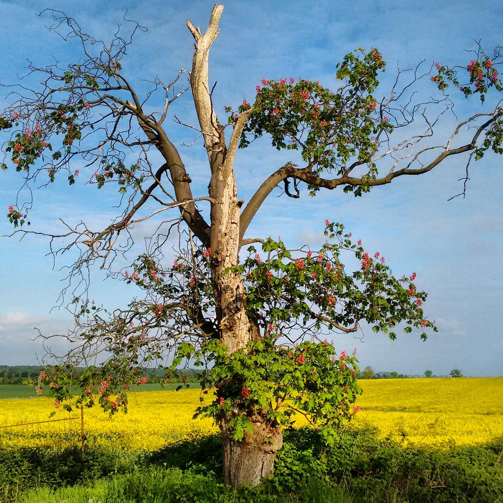 110Above's tweet photo. Down on the festival field - an seemingly dead tree comes out in full bloom! :-) #TreeMiracle #MusicFestival http://t.co/NiExpkyc09