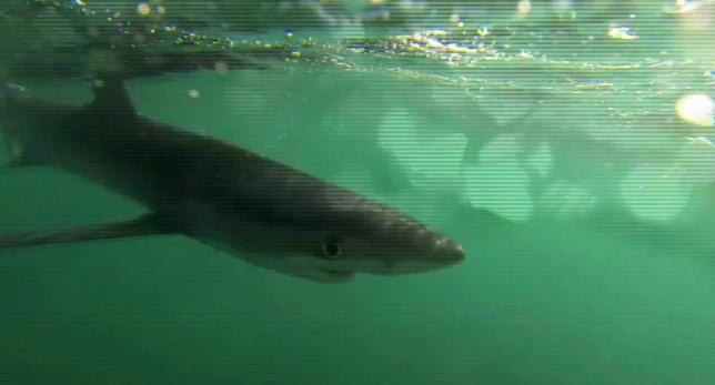 A3Noticias's tweet photo. Un tiburón llega hasta la orilla de una playa en Almería [VÍDEO] http://t.co/ORtRsMv3lT http://t.co/7EdAWsiART