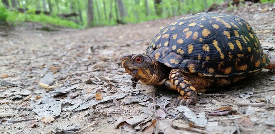 NWF's tweet photo. Happy #WorldTurtleDay! Share the road (or trail) &amp; please be safe. http://t.co/A3vZAY4sPg