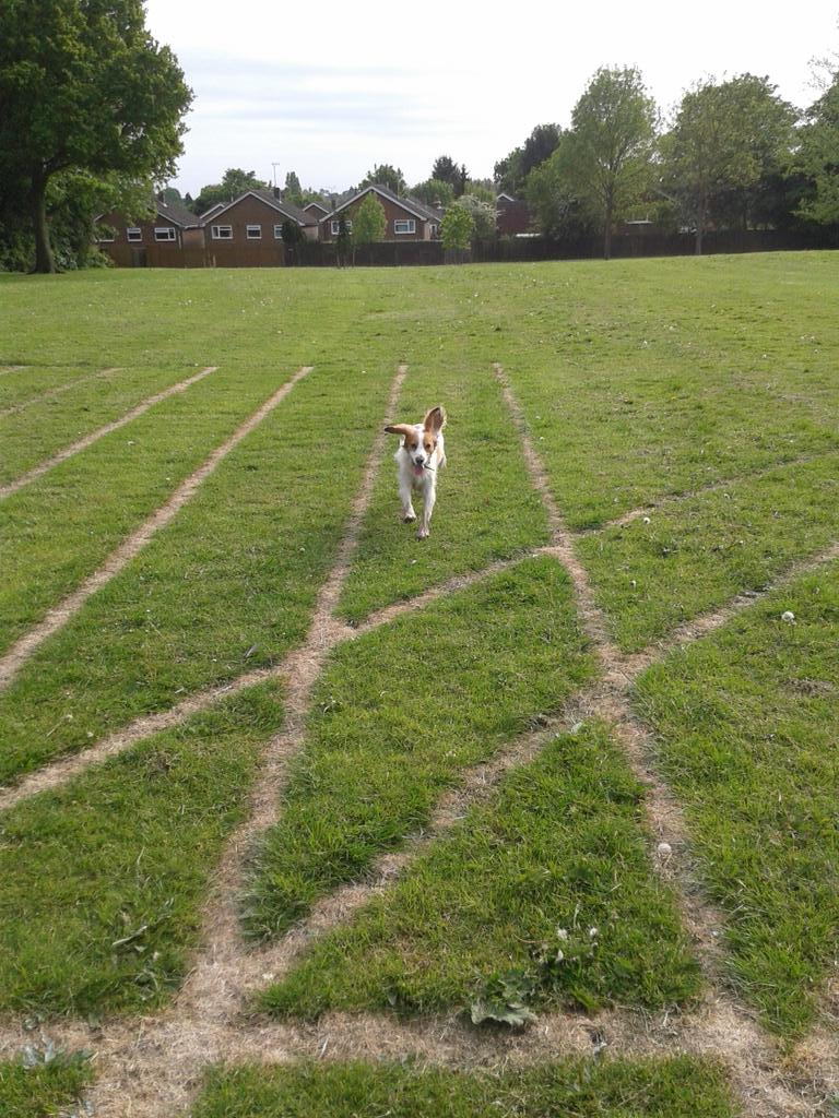 SpecialSchSBM's tweet image. #AthleticDog #Running #Trackside