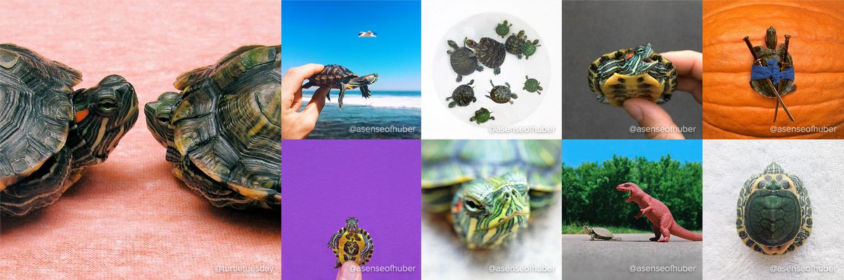 Instagram tweet media