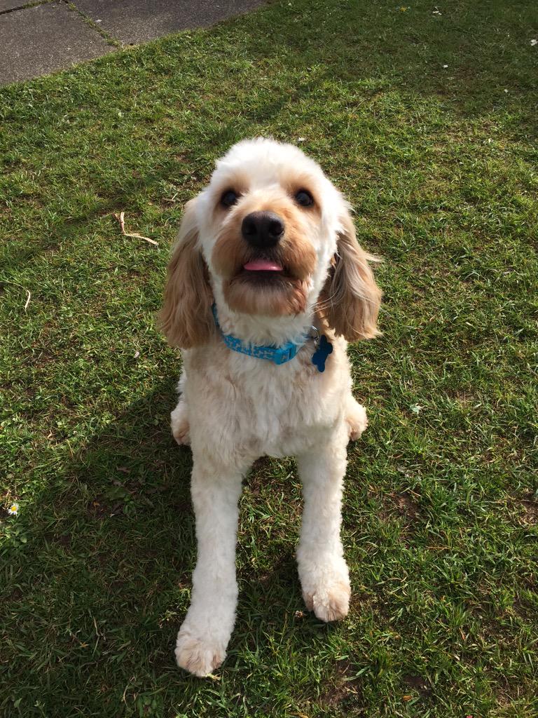 DynoCockapoo's tweet image. Oh No!!! I've had another haircut!!