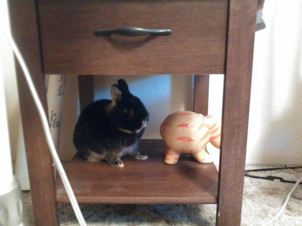 thebunnybundle's tweet photo. Shhh I found another place to blend in. http://t.co/k7EyuOVeGQ