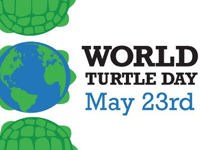 AlvinISD_EdFdn's tweet photo. It's World Turtle Day! How are you celebrating turtles today? #hugaturtle #SlowIsCool http://t.co/ylSvFM71UE