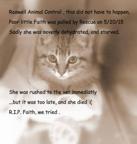 GRAACEProject's tweet photo. @KittyLibFront RIP- 2 kittens STARVED BY ROSWELL NM ANIMAL CONTROL this week  #savinggraace  #Mayorkintigh http://t.co/RrAFoIA6T5