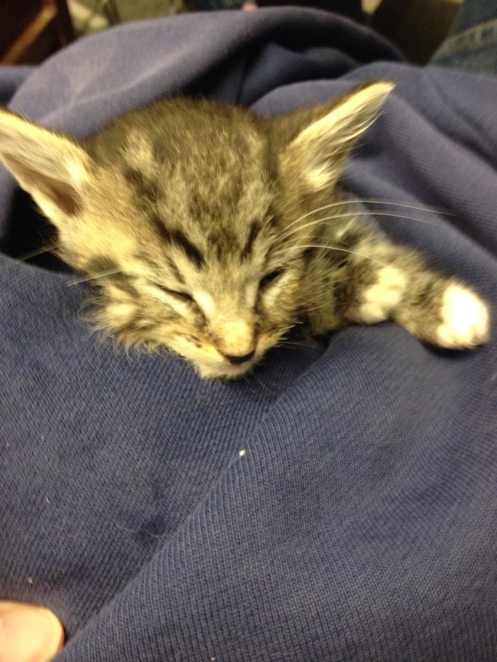GRAACEProject's tweet photo. @KittyLibFront RIP- 2 kittens STARVED BY ROSWELL NM ANIMAL CONTROL this week  #savinggraace  #Mayorkintigh http://t.co/RrAFoIA6T5