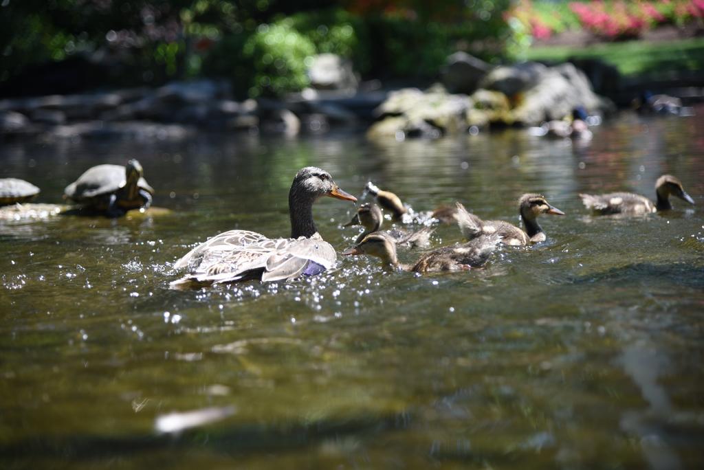 Warm weather and adorable ducks are State College summer staples. (photo: <a href="/JacksLens/">Lack Jukow</a>)