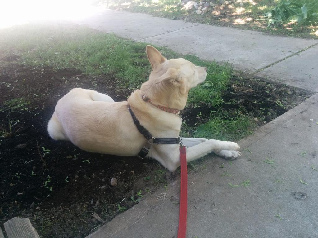 crickettwilder's tweet image. Here's a pile of dirt. I must lay in it. #dogdecisions