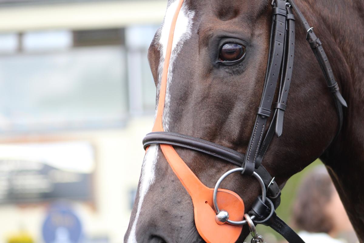 davidbetts3213's tweet image. He may not have won but it was great to finally see #SolePower racing in Ireland @curraghrace @SolePowerHorse