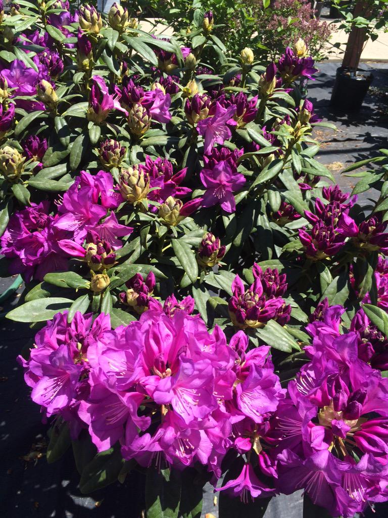 HeirloomGG's tweet photo. We never seem to have trouble selling these Rhododendrons when they're in flower - I think you can see why! #LdnOnt http://t.co/5KO7eiegYf