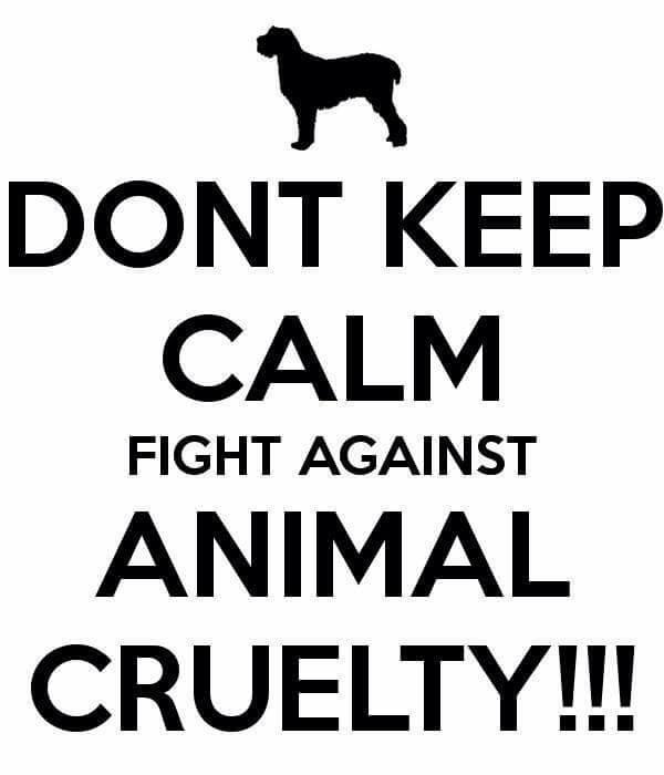 michell57319641's tweet photo. #STOPDogsCatsMeatFestiva #stopkillinganimals #StopYulin #StopYulin2015 #StopYulin4Good http://t.co/rfxdTwYZYT