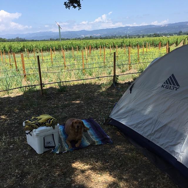 drinkbluebird's tweet photo. Gorgeous day in Napa camping in @macdonaldvineyards. Happy Memorial Day weekend! #getoutsi… http://t.co/4nN2ILYH1H http://t.co/R83sBQ85Ss