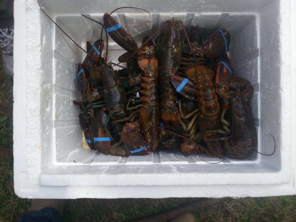 CaribouPoint's tweet photo. How bout a little @LobsterCa &amp; @TataBrew to make the weekend perfect! #Novascotia http://t.co/I3X7PTgomt