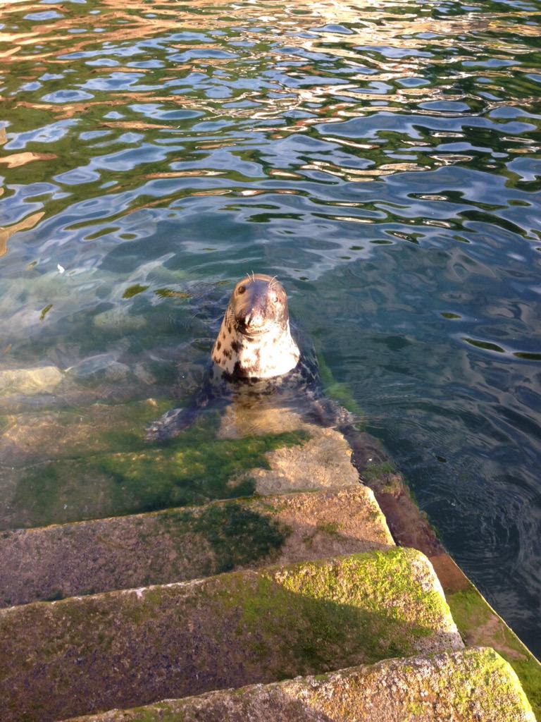 Lovely evening in the sun @CaryArms  and the seal joined us too #babbacombebeach
