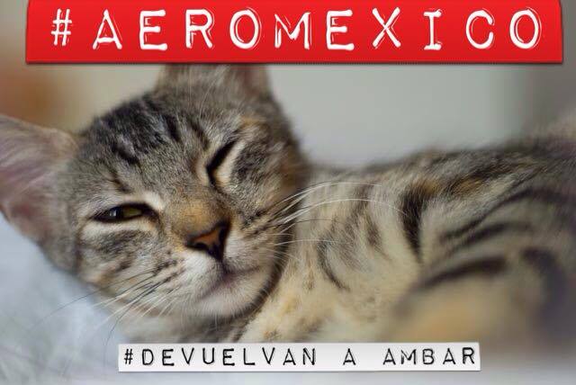 CapriceSchmidt's tweet photo. @AeromexicoInfo @AeroMexico @AM_Escucha @devuelvanAAmbar @cancun @gatos 

Que regrese Ambar! Háganse responsables! http://t.co/I15DsYpUEn
