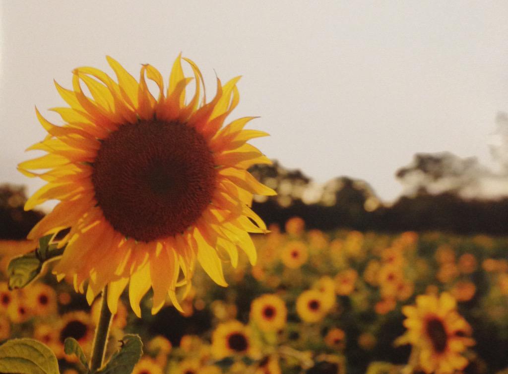 ErwinCenter's tweet image. The history of @UTexasLaw #Sunflower Ceremony. 
Congrats #UTGrad #ClassOf2015