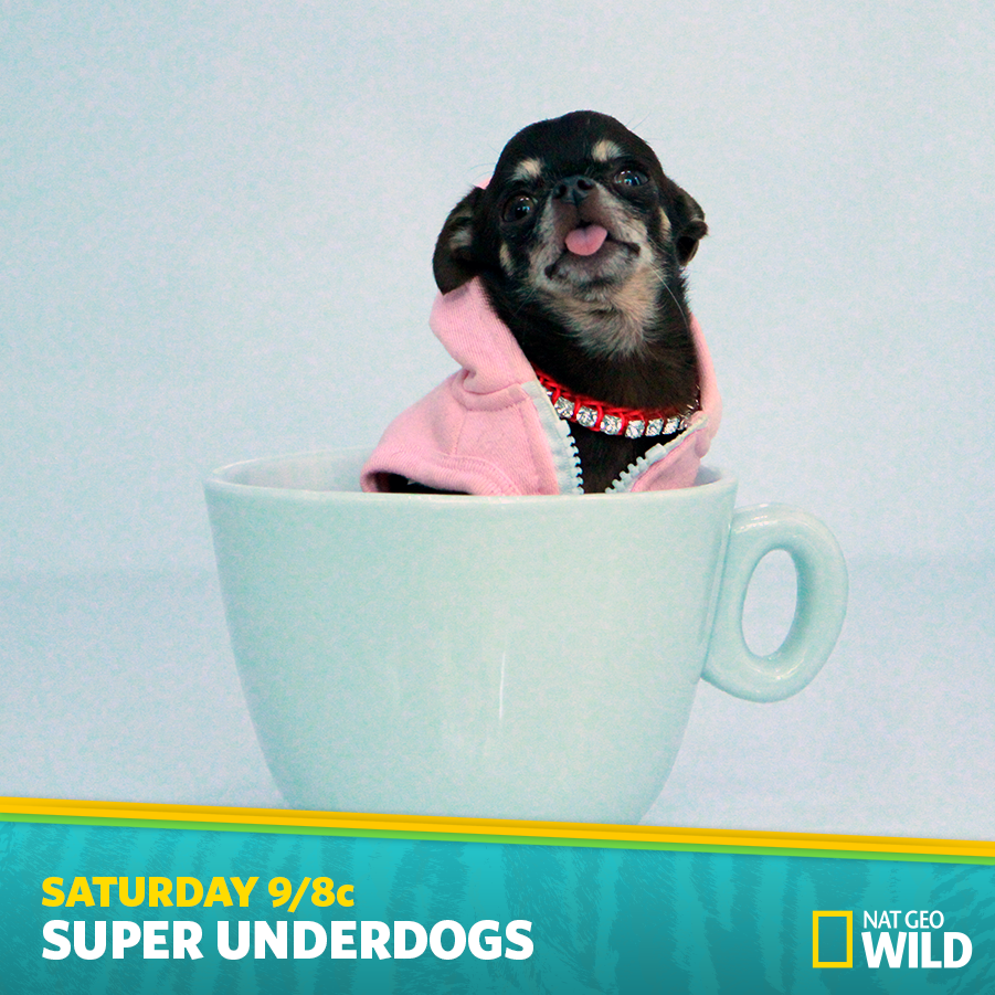 National Geographic Animals tweet media