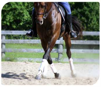 Impulsion: How Two Easy Strides of Energy Might Solve Your Horse Riding Problem buff.ly/1dqz8om #horsebiz
