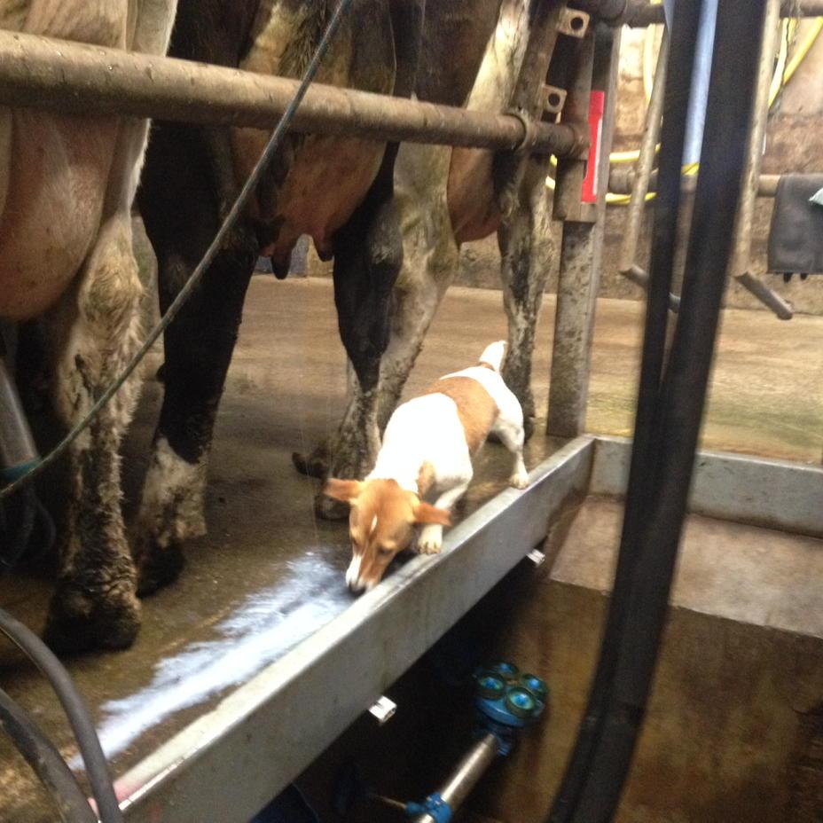 odonovandenism's tweet photo. No waste here with "Tiny" #bagsofmilk #everydropcounts http://t.co/1j6yjx00Jp