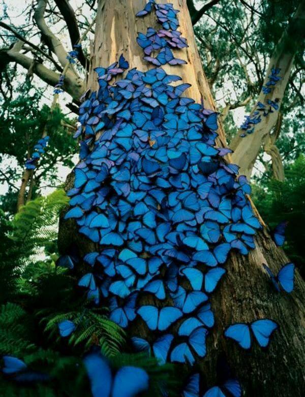 rybotics's tweet photo. Blue butterflies in the Amazon rainforest of Brazil http://t.co/dTlkDmHDgE