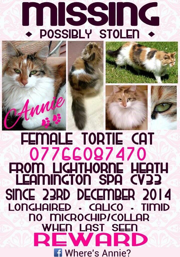 WheresMyAnnie's tweet photo. Where are you Annie? #WheresMyAnnie #tortoiseshell #cat #Wellesbourne #MoretonMorrell #MoretonPaddox #Radway #Harbury http://t.co/ZwZ68FhZm8