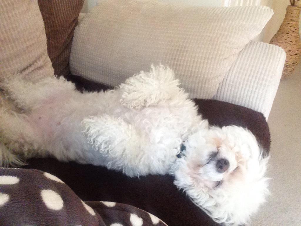 Grace_Annabel's tweet photo. @SimonCowell Ever seen a dog so relaxed? My bichon Lily 💕 http://t.co/NxPeciYL6H