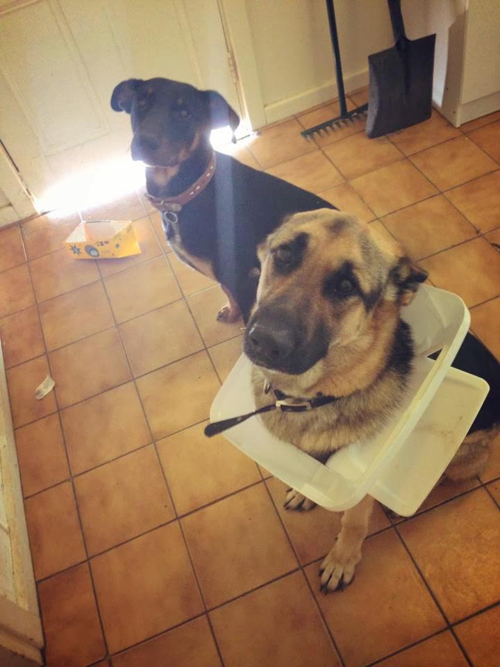 shiva_cleo's tweet photo. Les va a caer una ...#BroncaCuando ...vean lo que han hecho...#BetttyDog http://t.co/YQppQHxZq3