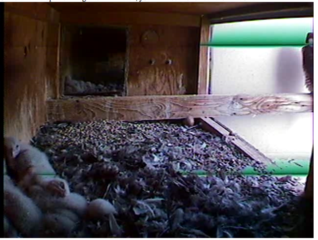 nhaudubon's tweet image. Eggs have hatched, and there are four new fluffy falcons in #MHT. bit.ly/nhafalcon #falconupdate
