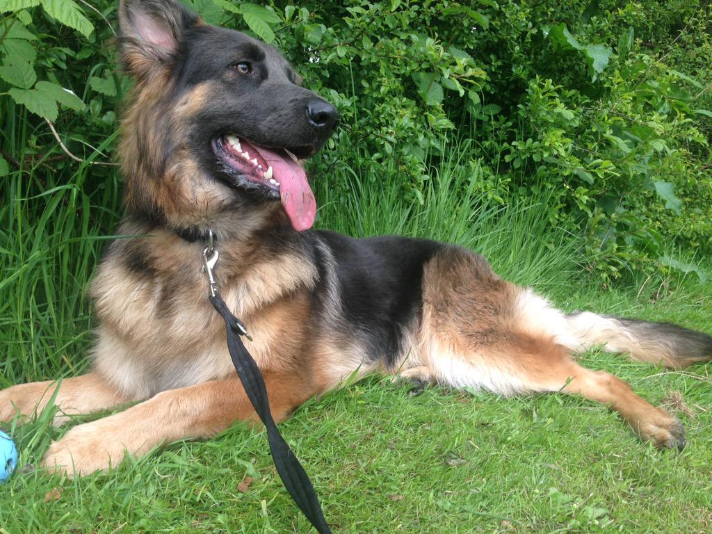 marleyandinca's tweet photo. My girl #incagod #tired #dogsoftwitter #dogsofinstagram #gsd #GermanShepard 🐶🐶 http://t.co/6N0RZN7rDn