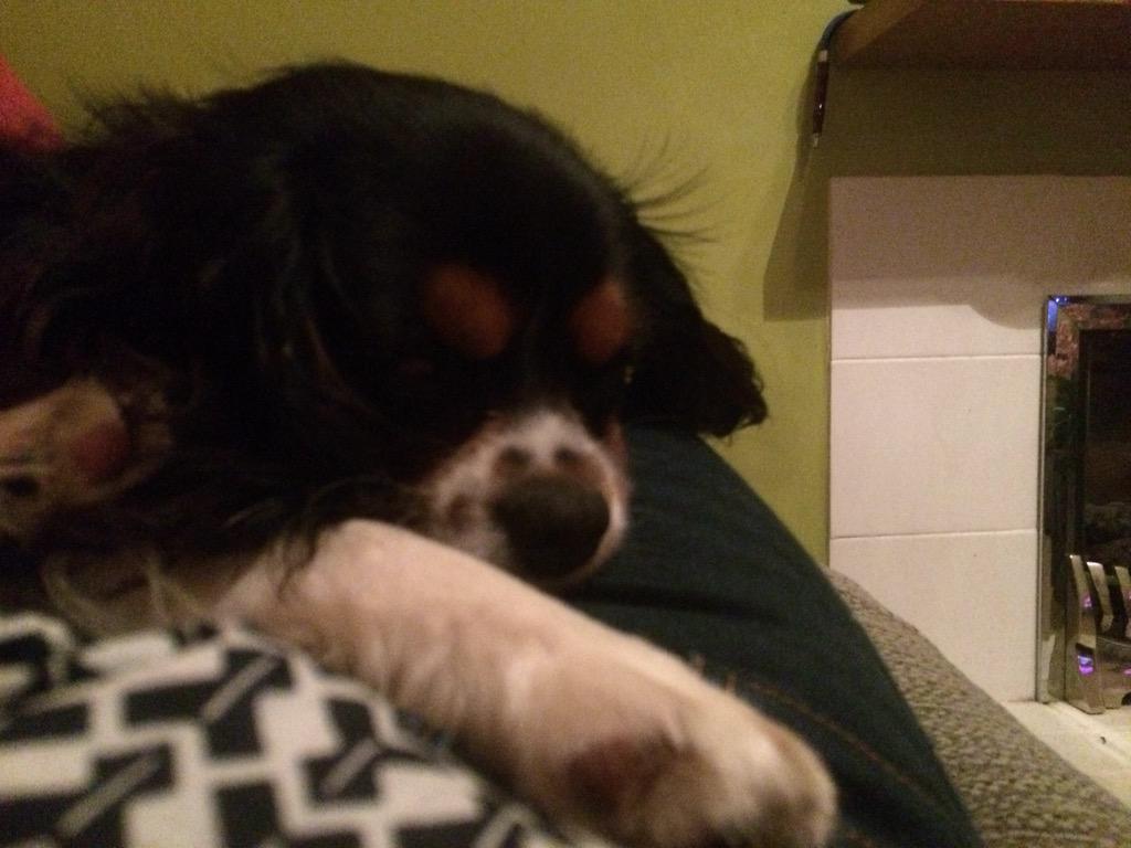 mklayne47's tweet photo. My #BBCEurovision buddy is getting tired. http://t.co/RkQPcV9A0v