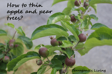 terraganics's tweet photo. Thinning Apples and Pears to improve your harvest! http://t.co/R3J5qylDUj http://t.co/B5EDp16Lfa