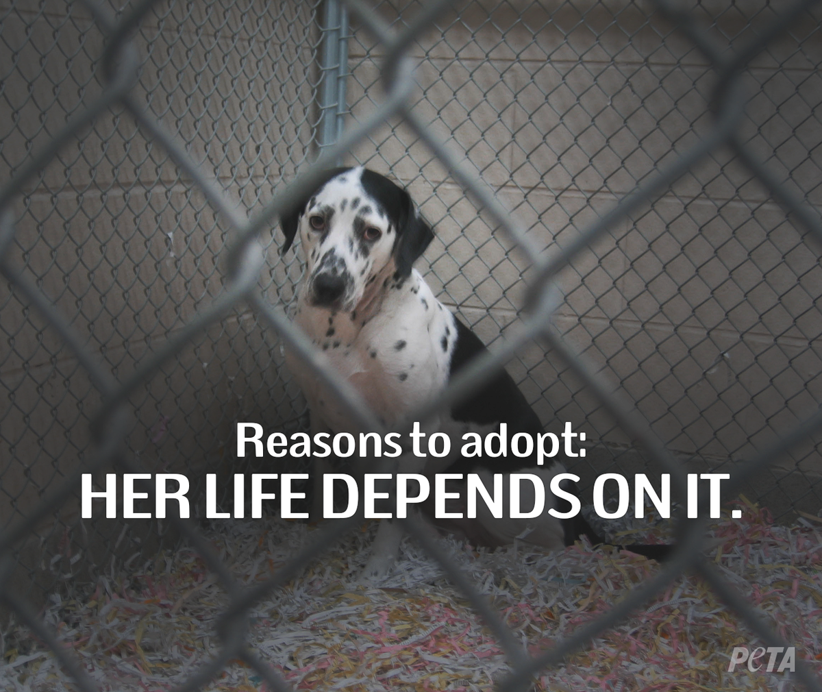 peta's tweet photo. Adopting a dog from a shelter = a 2nd chance at life

RT if rescuing was the BEST decision you've made! #AdoptDontBuy http://t.co/Hg8XaViDPz