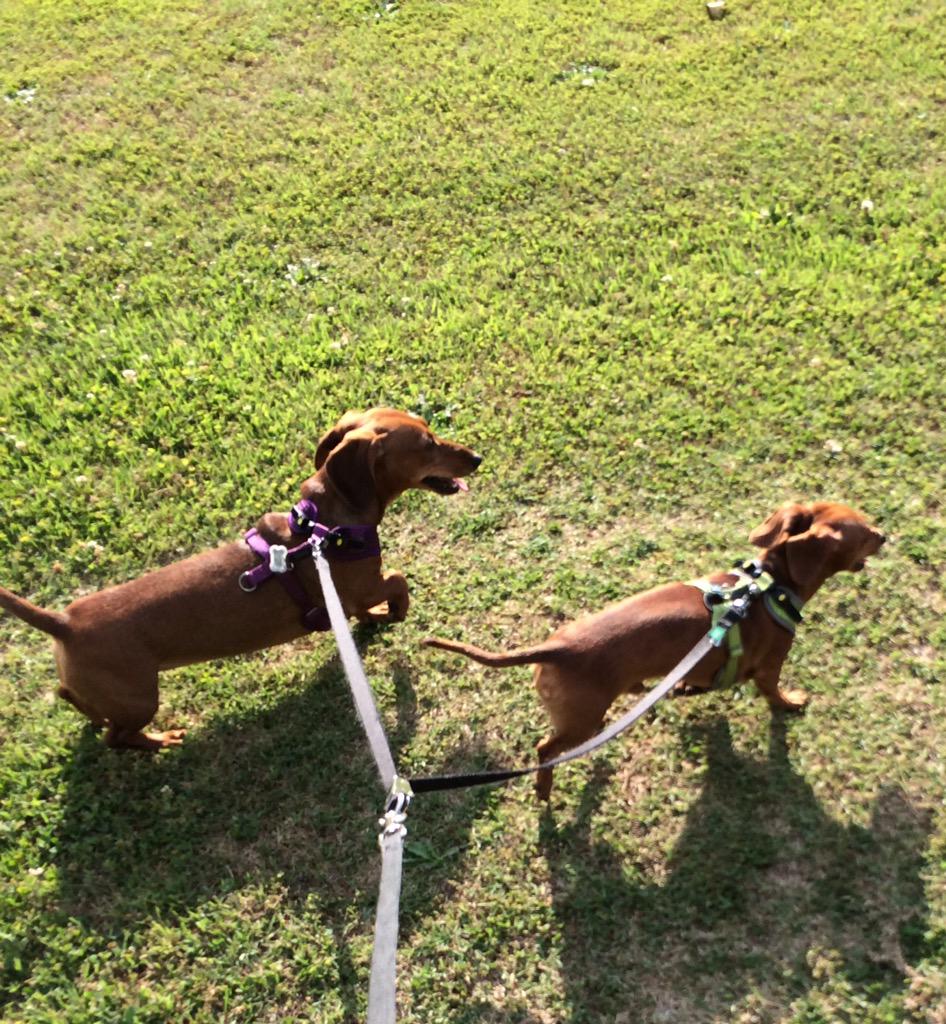 BucknerCoons's tweet photo. Sunny afternoon walks are the best #threemiles #fitpups ๐ http://t.co/XC1H0r6net