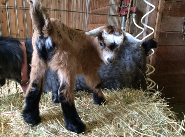 NinaMehlhaf's tweet photo. Best. Press. Release. Ever. #missinggoat #namedHarryTruman #seriously #news @ClackCoSheriff http://t.co/ed9NvXVo19
