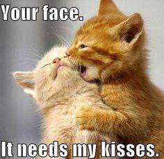 PAWSforAdoption's tweet photo. http://t.co/yH0BeaVyQt