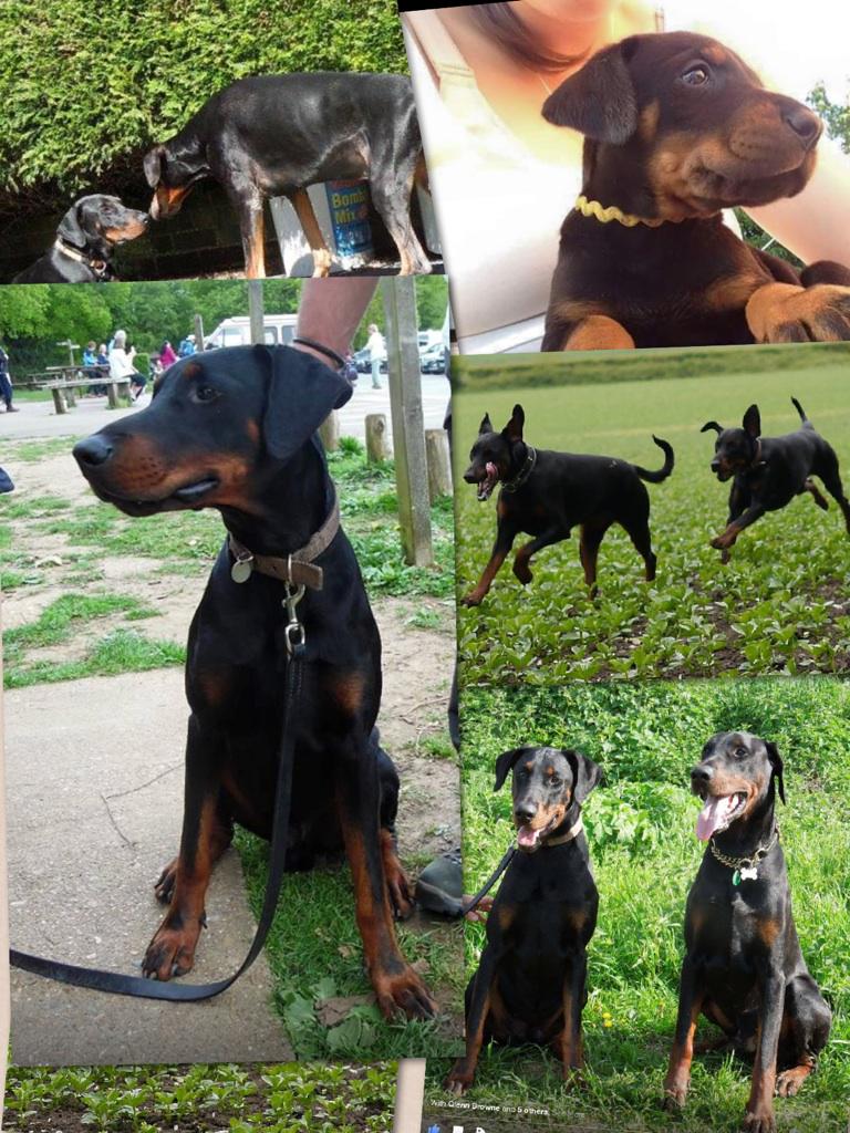 Chrissy9013's tweet photo. Me and Ozzy (miss him) .. Me and Calli... Me being good &amp; me and my daddy!! #dobedo http://t.co/IO2FIvuqsS http://t.co/vieECxCKnV