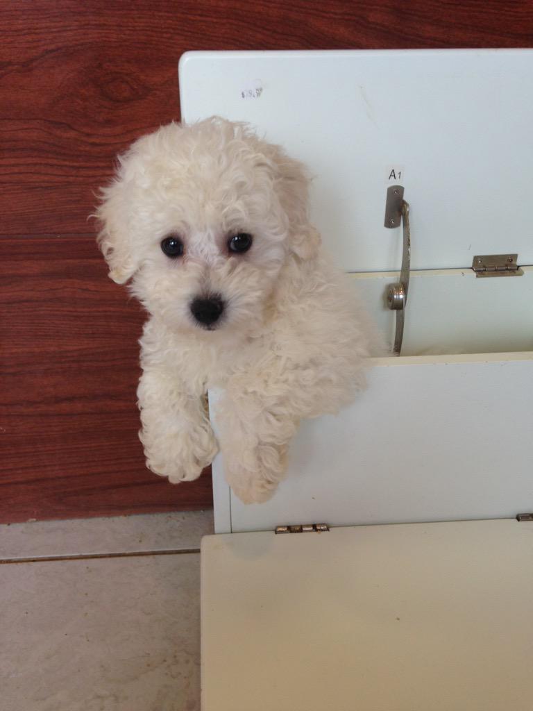 PetShoppe tweet media